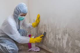 Media, PA Mold Removal Company